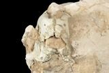 Unprepped Oreodont (Leptauchenia) Skull - South Dakota #192517-3